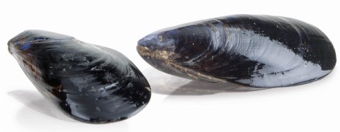 Urządzenie do płukania i mycia małży wsad 18 kg 400V Resto Quality FPC109